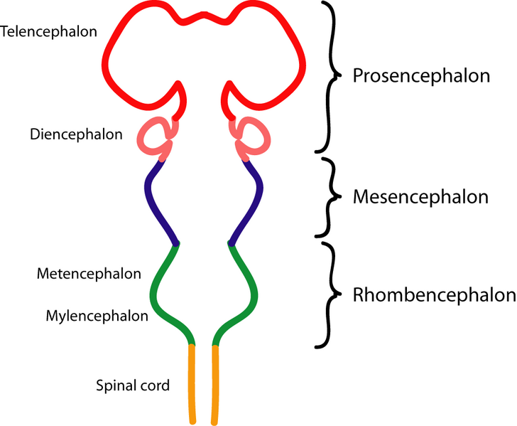 The subdivisions of the encephalon